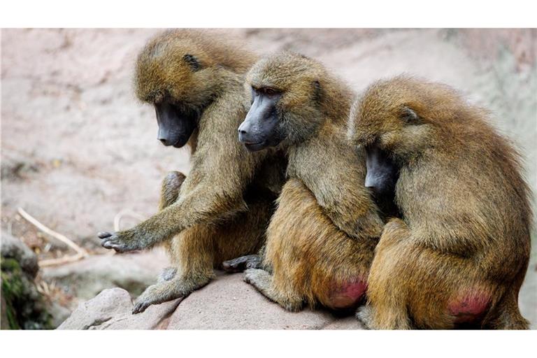 Die Gruppe der Guinea-Paviane ist auf 45 Tiere angewachsen und damit zu groß für das Gehege.