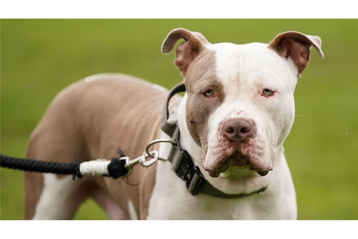 Britisches XL-Bully-Verbot: 100 Hunde im Monat getötet Die Haltung von XL-Bully-Hunden ist seit Februar nur noch in Ausnahmen erlaubt. (Archivbild)