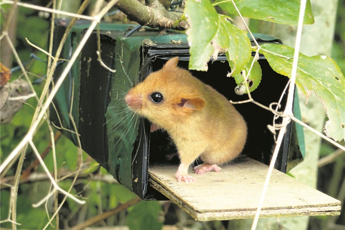 Abfalldeponien als Lebensraum Die Haselmaus