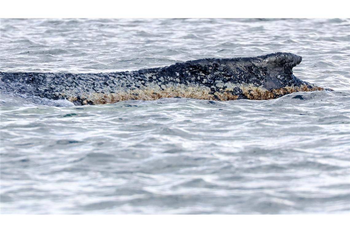 Die Haut des geschwächten Buckelwals soll befeuchtet werden. (Archivbild)