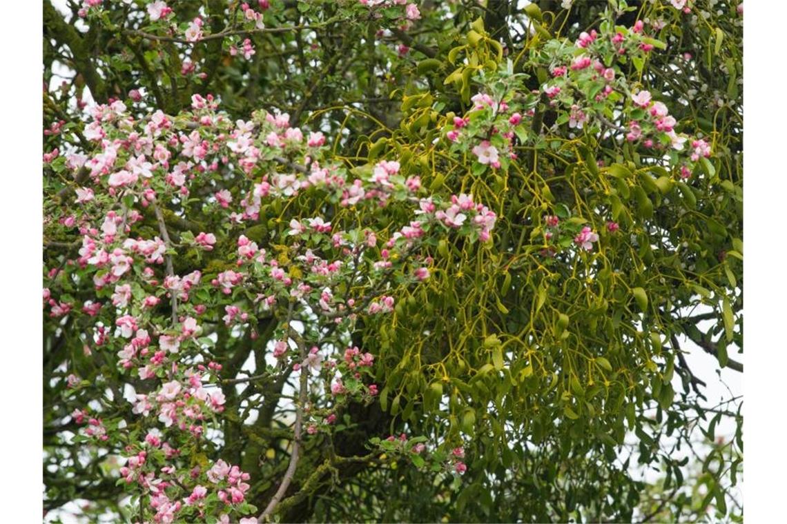 Mistel gefährdet Obstbäume und breitet sich stark aus Die Heilpflanze breitet sich massiv aus, mit fatalen Folgen für Obstbäume. Foto: Patrick Pleul/dpa-Zentralbild/dpa/Archivbild
