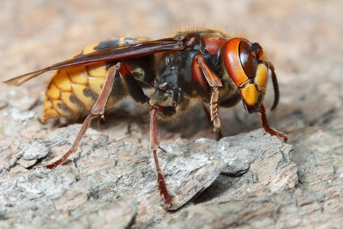 •Die heimische Hornisse hat eine helle Grundfärbung, einen schwarz-gelb gestreiften Hinterleib sowie rotbraune Beine und eine rötliche Brust. Foto: Adobe Stock/abet
