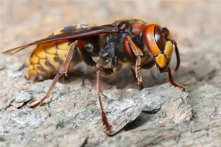 •Die heimische Hornisse hat eine helle Grundfärbung, einen schwarz-gelb gestreiften Hinterleib sowie rotbraune Beine und eine rötliche Brust. Foto: Adobe Stock/abet