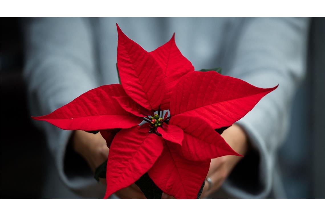 Die heimische Produktion an Weihnachtssternen geht zurück.