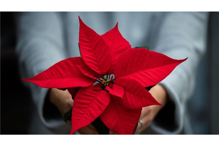 Die heimische Produktion an Weihnachtssternen geht zurück.