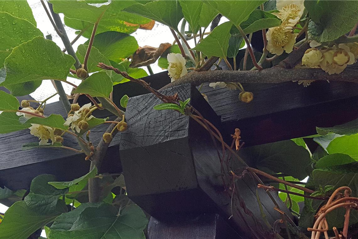 Ein gutes Jahr für die Kiwiernte in Bruch Die hellgelben Blüten konnten im Frühling frostfrei und ohne Verluste reifen. Foto: privat