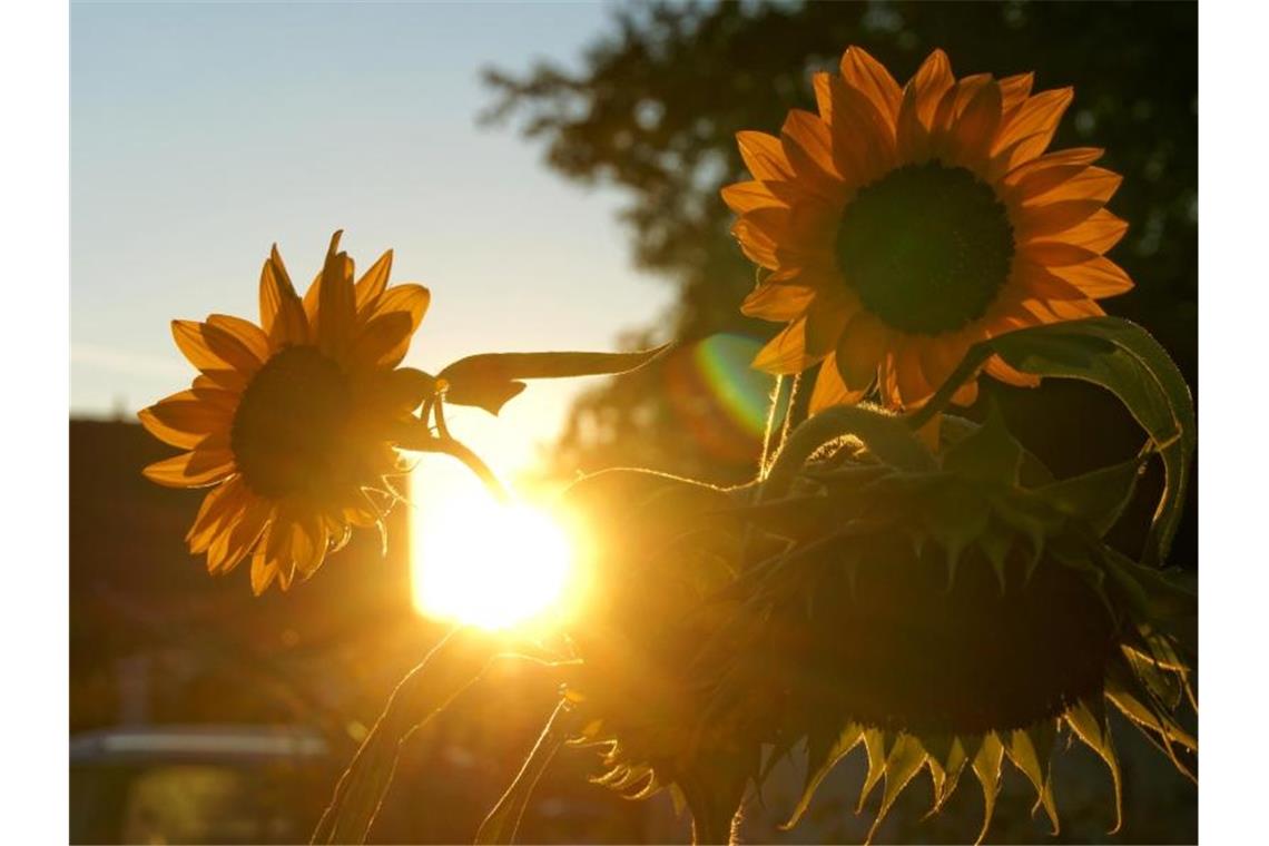Die herbstliche Sonne geht hinter den Blüten von Sonnenblumen unter. Foto: Soeren Stache/dpa