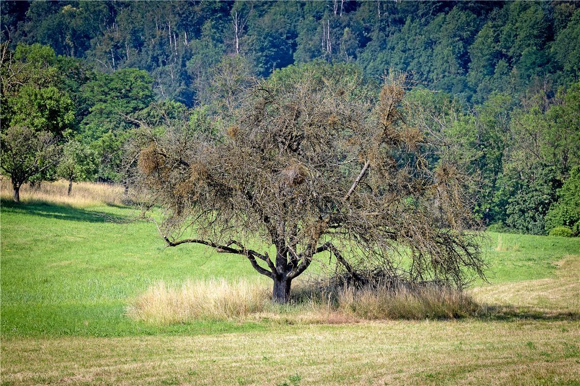 Die Hitzewelle im Juni hat für die hiesige Flora ordentlich Stress bedeutet. Foto: Alexander Becher