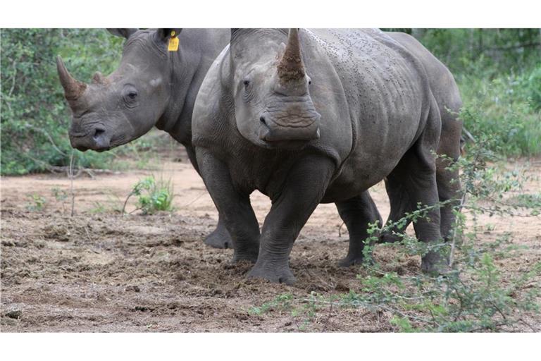 Die Hörner von Nashörnern sind heiß begehrt - vor allem in Asien.