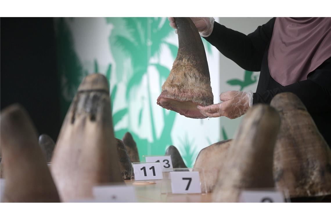 Singapur stoppt bisher größten Schmuggel mit Nashorn-Horn