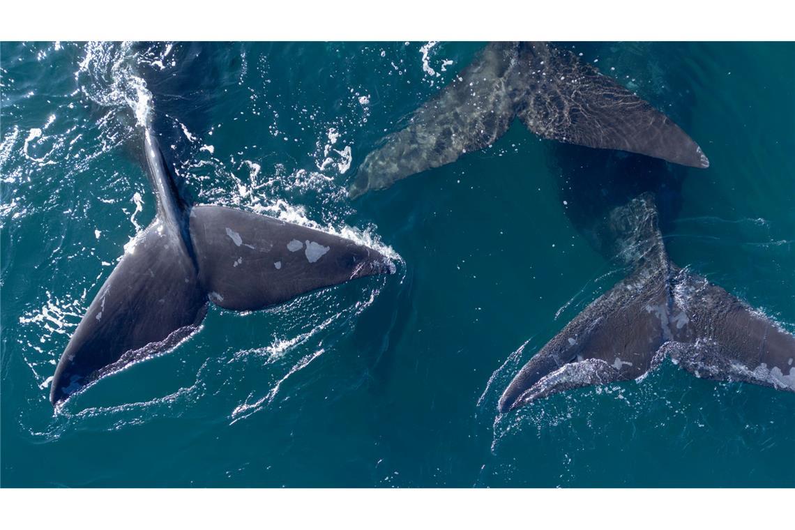 Die Hohe See umfasst etwa 40 Prozent der Erdoberfläche. (Archivbild)