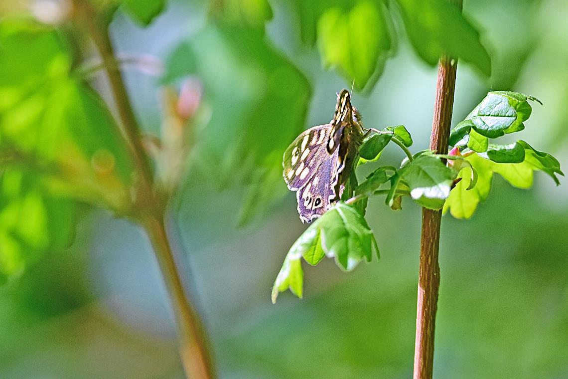Die hohen Temperaturen haben auch der Natur Auftrieb verliehen. Foto: Tobias Sellmaier