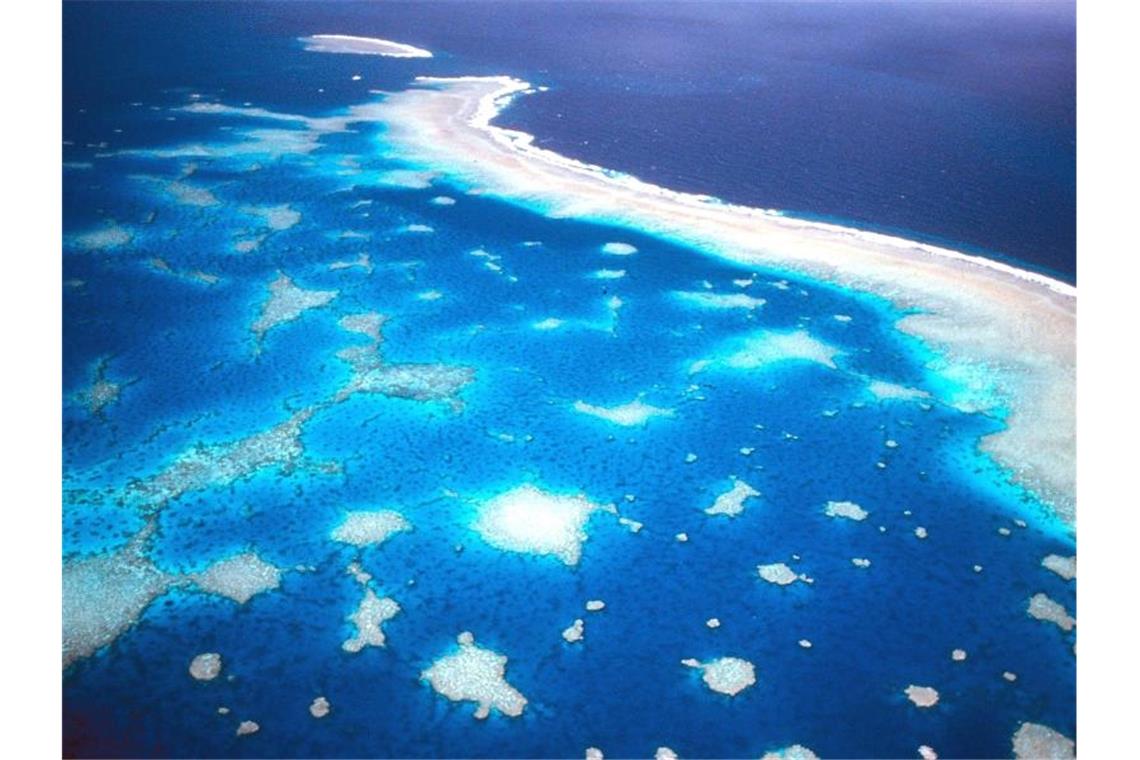 Die hohen Wassertemperaturen haben die Korallenbleiche verstärkt. Foto: Great Barrier Reef Marine Park/Great Barrier Reef Marine Park Authority