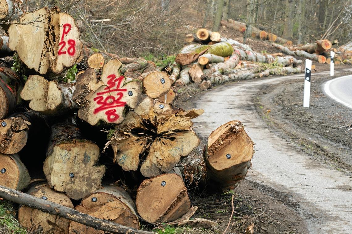 Holzstämme im Wert von 3700 Euro gestohlen DIe Holzstämme waren über fünf Meter lang. Symbolfoto: A. Becher