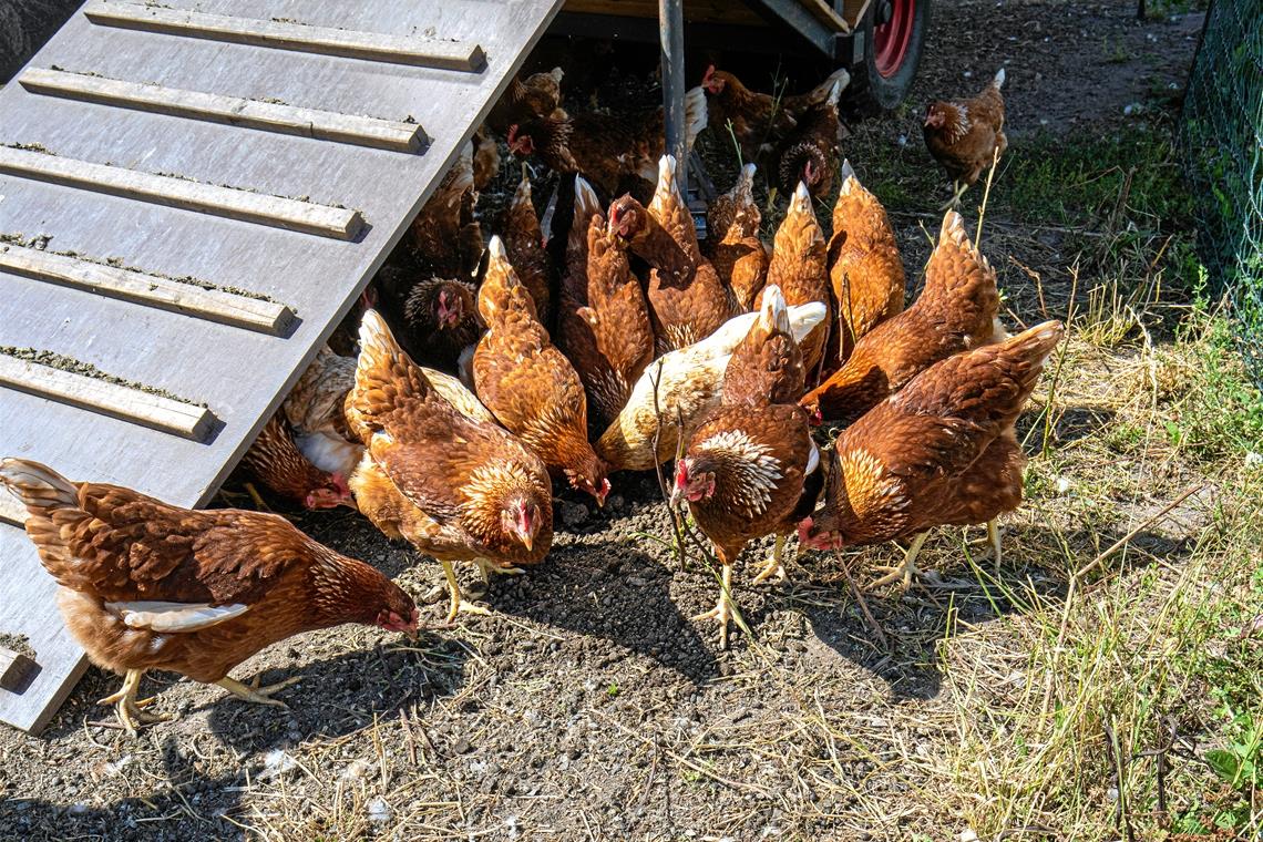 Die Hühner scharen sich um die Spezialerde, scharren und picken wie wild darin. Foto: A. Becher