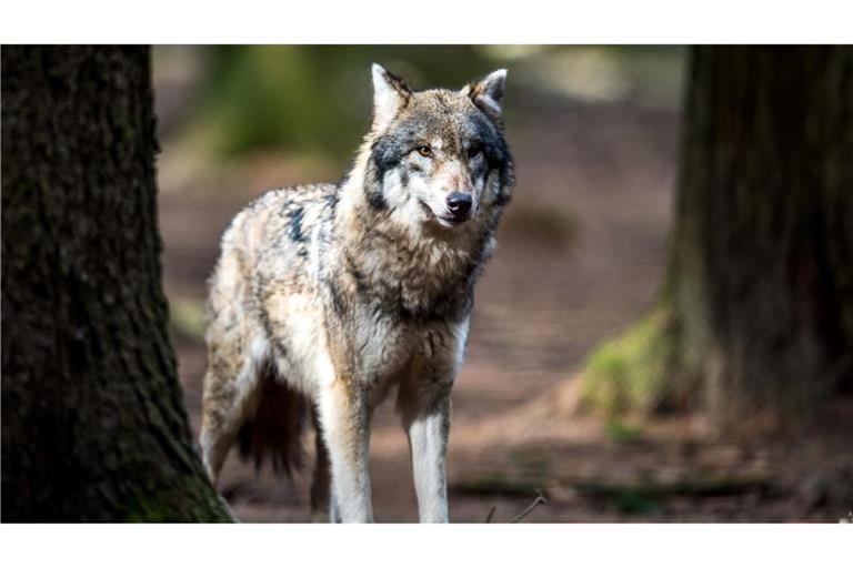 Die Hürden für Abschüsse von Wölfen sollen kleiner werden.
