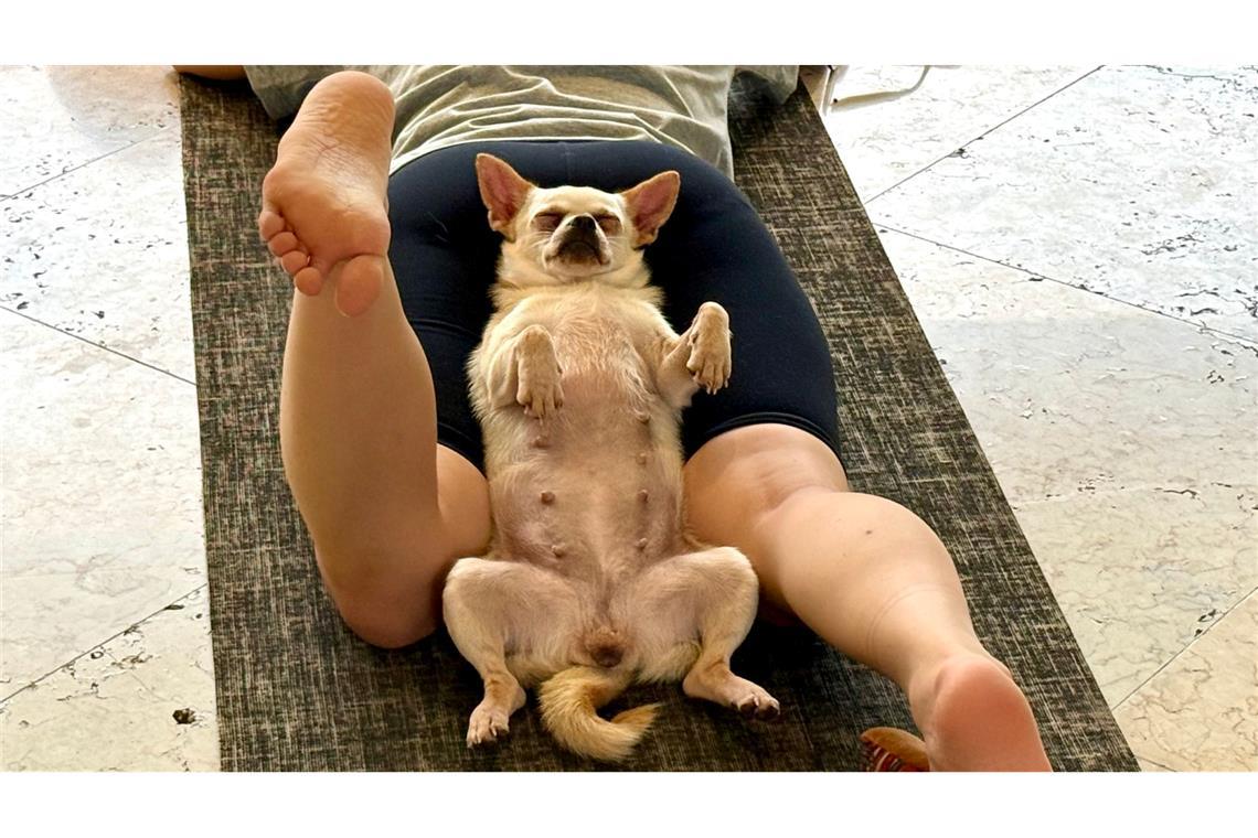 Die Hunde sollen lernen, sich zu entspannen - was sie oft auch tun.