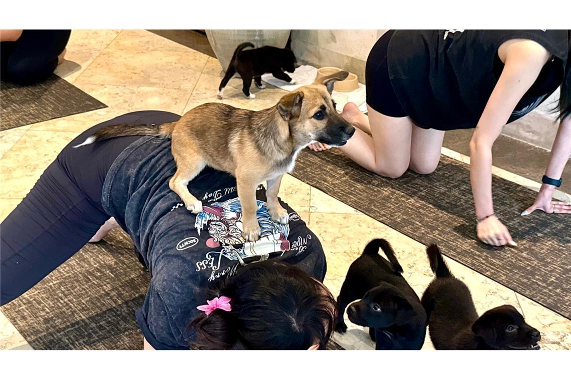 Die Hundebabys sollen das Tempo vorgeben.