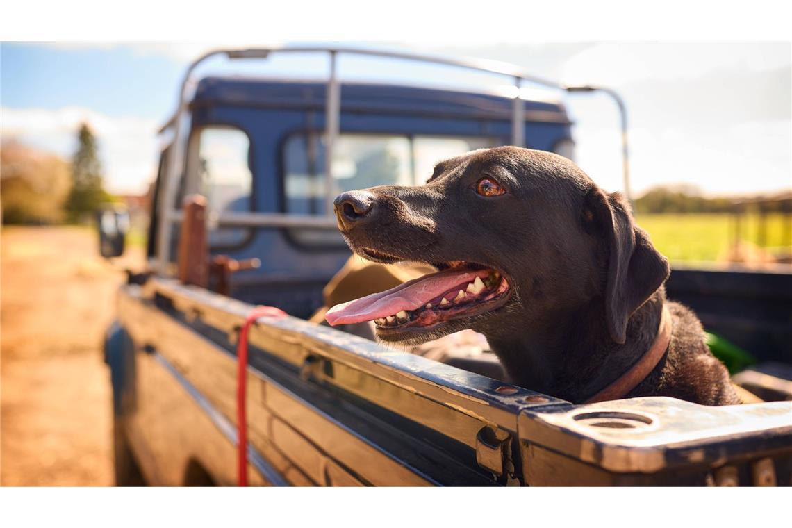 Die Hundstage bezeichnen eine Schönwetterperiode, haben aber mit Vierbeinern eigentlich nichts zu tun. Diese Wetterperiode wurde nach dem Hundsstern Sirius am Morgenhimmel benannt, der mit der Sonne auf- und untergeht.