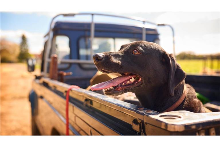 Die Hundstage bezeichnen eine Schönwetterperiode, haben aber mit Vierbeinern eigentlich nichts zu tun. Diese Wetterperiode wurde nach dem Hundsstern Sirius am Morgenhimmel benannt, der mit der Sonne auf- und untergeht.