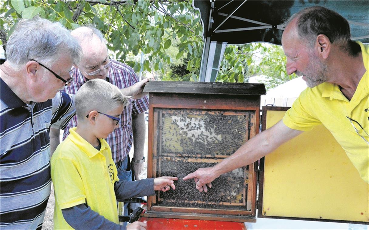 Die Imker haben auch ein Bienenvolk im Schaukasten mitgebracht, das einen Eindruck vom emsigen Gewusel im Inneren vermittelt. Rudolf Hofmann (rechts) und Felix Schulte (vorne Mitte) haben gerade die Königin des Volkes ausgemacht, die mit einem roten Punkt gekennzeichnet ist, und zeigen Walter Uetz und Wolfgang Groß (von links), wo sie unterwegs ist. Foto: E. Klaper