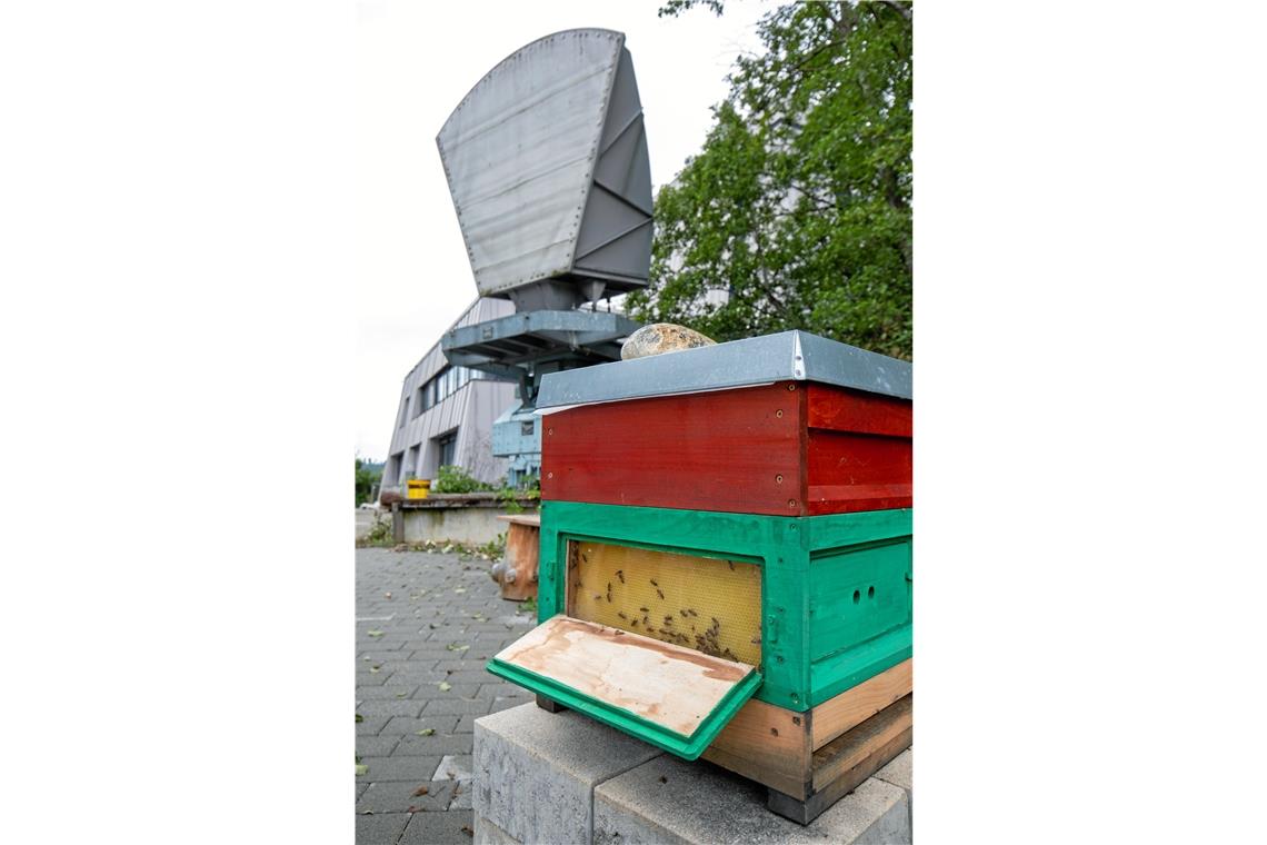 Die „Imkerei am Turm“ von Meike Höfliger umfasst derzeit rund 100 Bienenvölker.