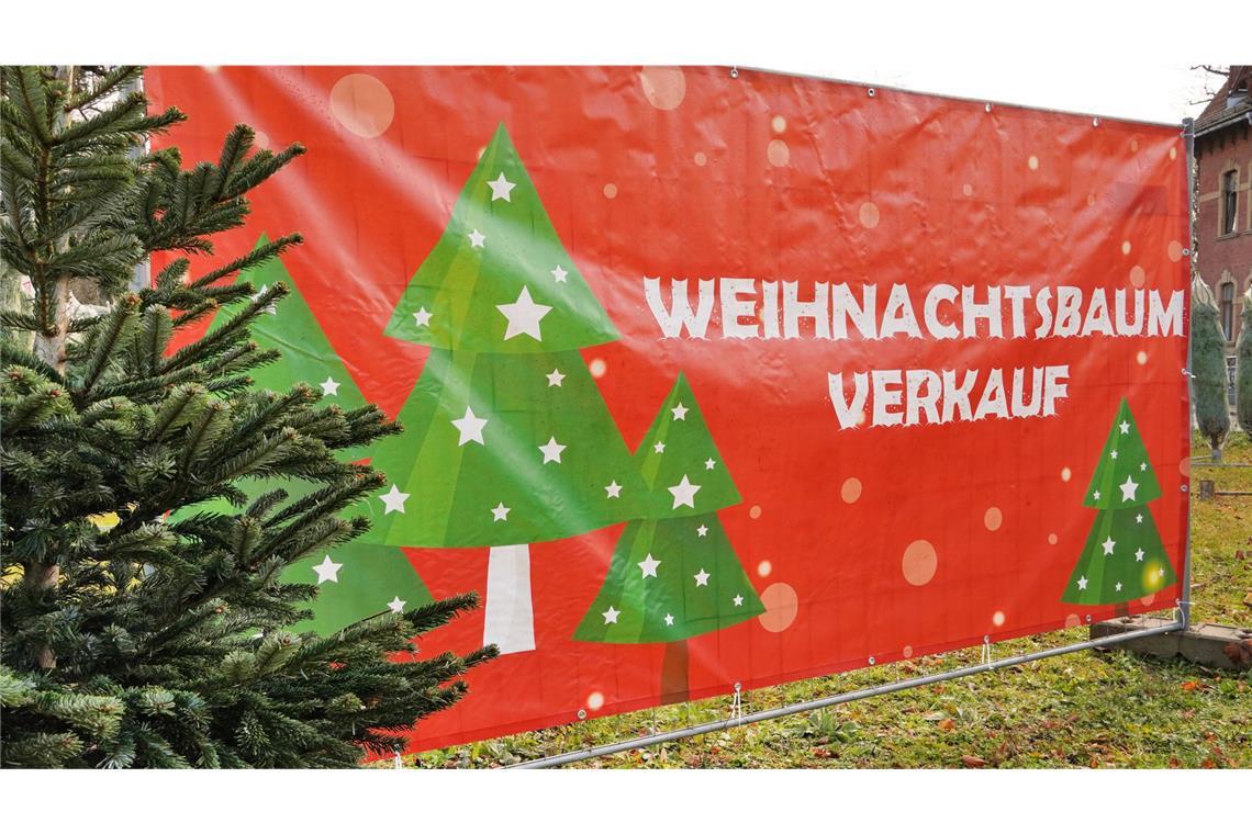 Die in Deutschland beliebteste Sorte, die Nordmanntanne, kostet in diesem Jahr nach Angaben des Bundesverbands der Weihnachtsbaum- und Schnittgrünerzeuger (BVWS) je nach Region und Qualität zwischen 23 und 30 Euro pro Meter.
