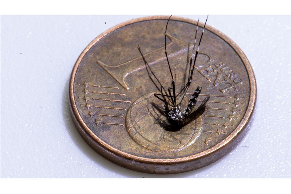 Chikungunya-Infektion im Elsass Die Infektion trat nahe der deutschen Grenze auf.