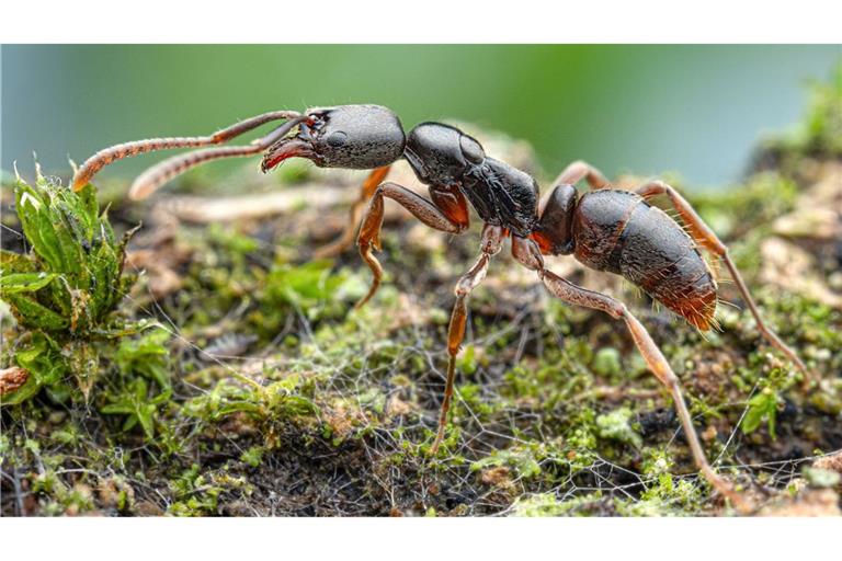 Die Insekten werden von der Europäischen Union als besonders problematisch eingestuft.(Handout)
