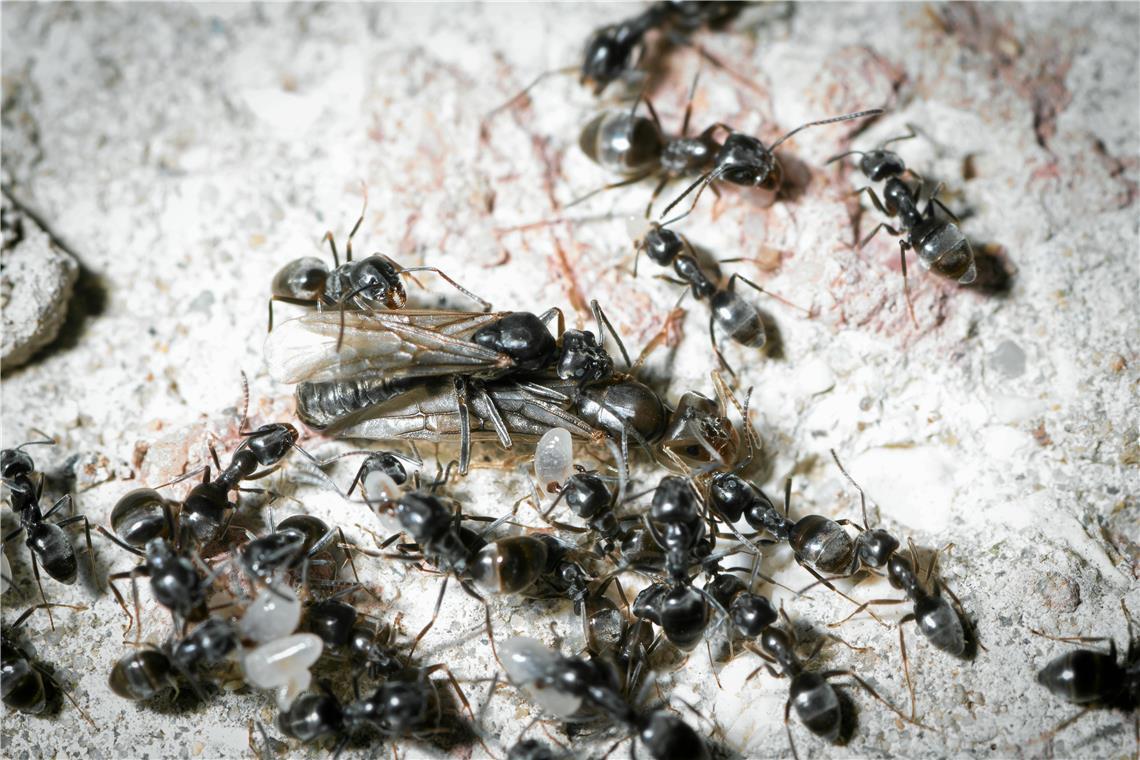 Kommt die Große Drüsenameise auch nach Backnang? Die invasive Ameisenart Tapinoma magnum ist mittlerweile auch im Rems-Murr-Kreis auf dem Vormarsch. Foto: Adobe Stock/zinco79