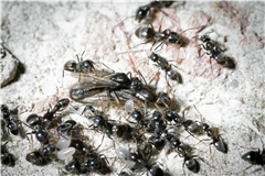 Die invasive Ameisenart Tapinoma magnum ist mittlerweile auch im Rems-Murr-Kreis auf dem Vormarsch. Foto: Adobe Stock/zinco79