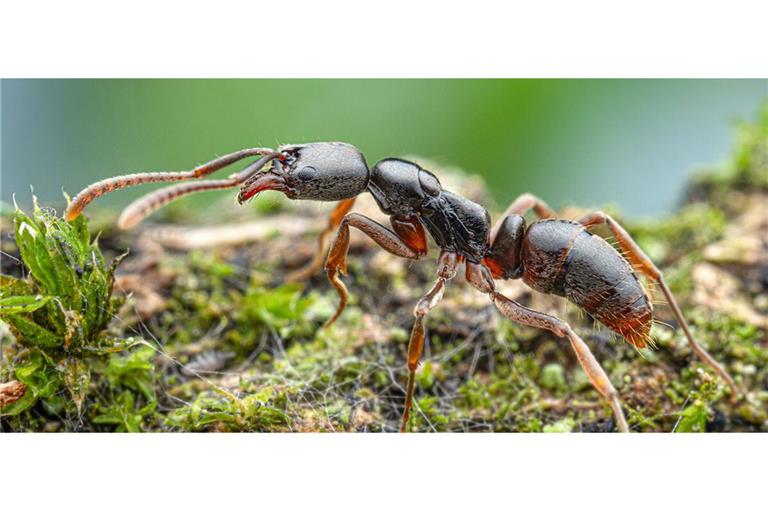 Die invasive Asiatische Nadelameise  ist jetzt  in Stuttgart heimisch.