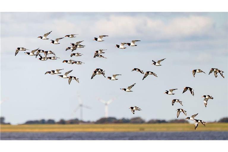 Die IUCN hat mit Blick auf den Schutz des Wattenmeers einige Bedenken (Archivbild)