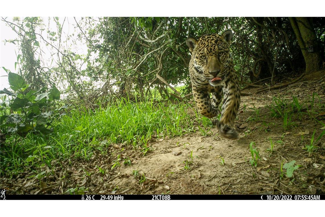 Studie: Feuchtgebiete bieten Jaguaren Schutz bei Bränden Die Jaguare wurden von Wildkameras abgelichtet.