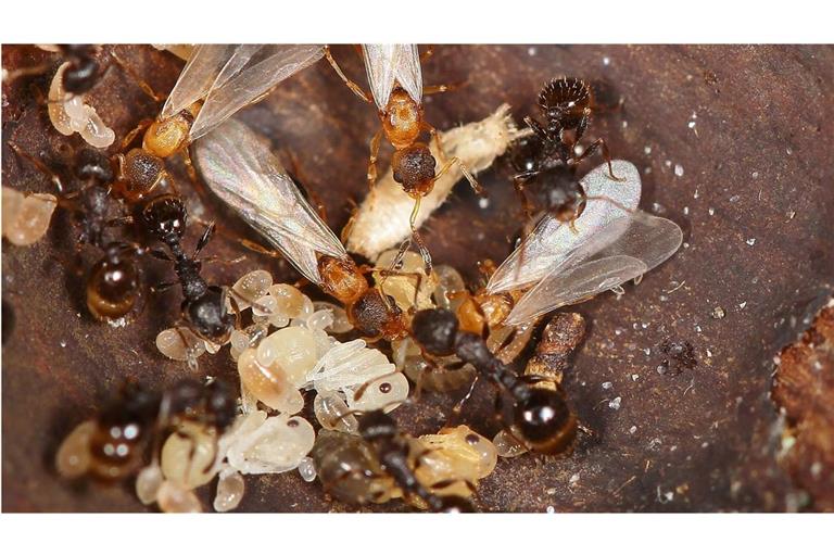 Die japanische Ameisenart Temnothorax kinomurai kennt weder Männchen noch Arbeiterinnen. Stattdessen nutzen die Königinnen dieser Art fremde Nester und deren Arbeiterinnen (dunkel) als Aufzuchthilfe.