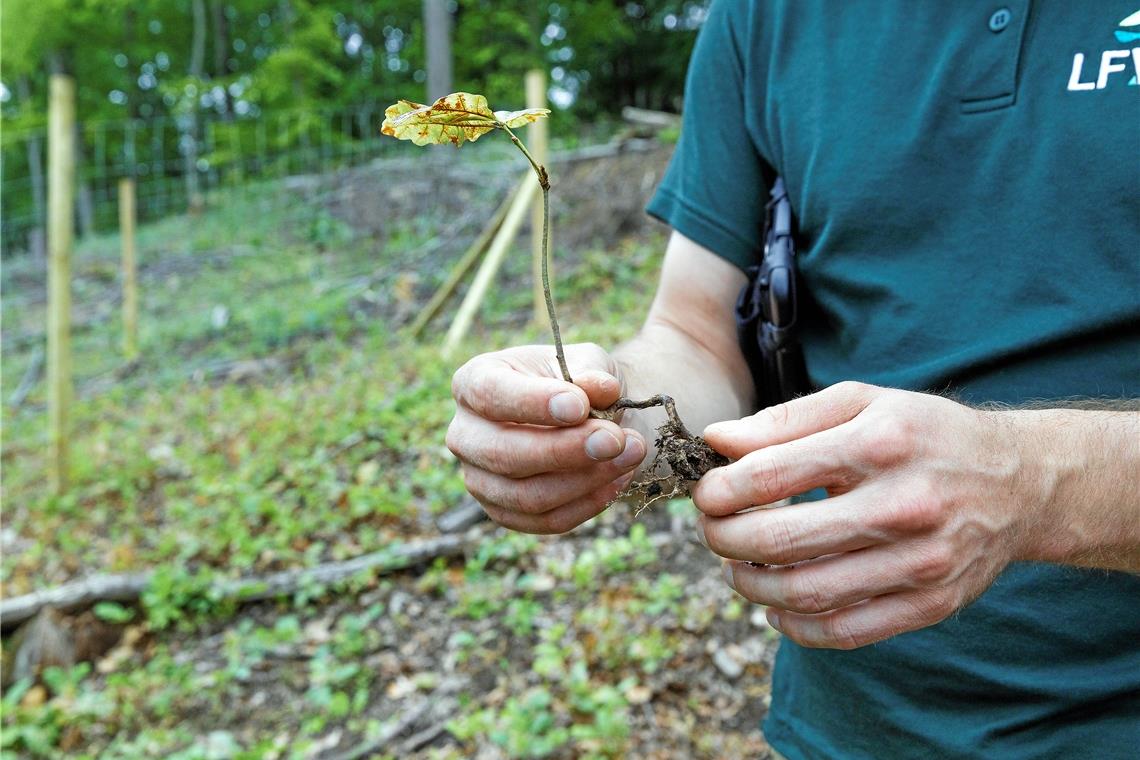 Dem Borkenkäfer auf der Spur: Unterwegs mit einem Förster Die junge Eiche ist auf natürlichem Weg – aus einer Eichel – im Wald gewachsen.