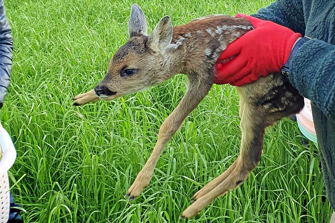 Kostenlose Rehkitzrettung per Drohne Die jungen Rehe sind im hohen Gras schwer zu sehen. Foto: Flugmodus