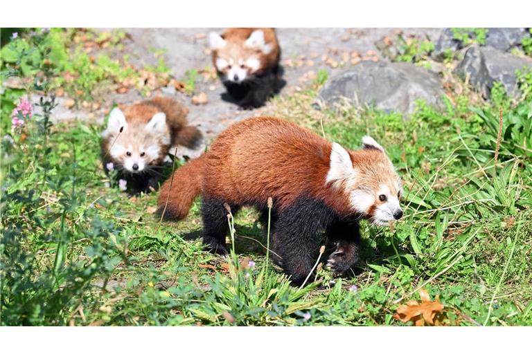 Die jungen Zwillinge folgen ihrer Mutter über das Gras.