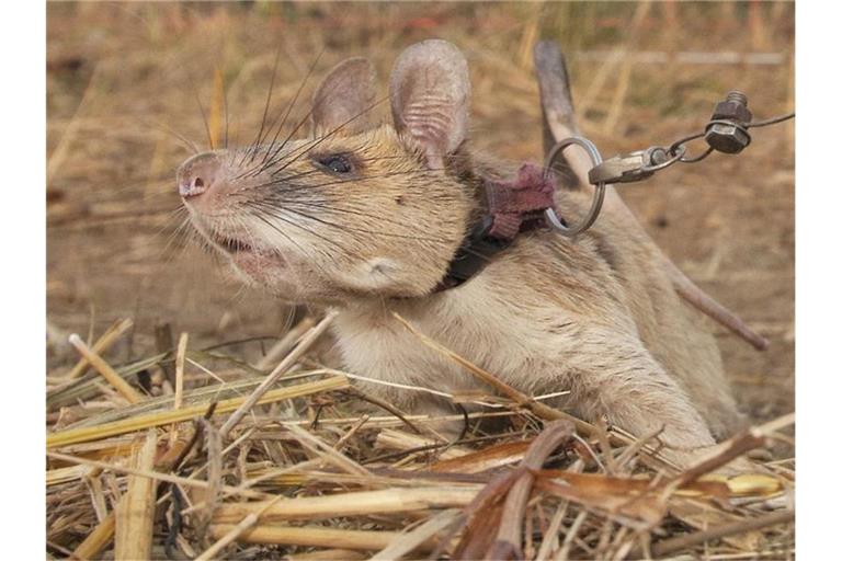 Die kambodschanische Riesenhamsterratte Magawa ist tot. Foto: Pdsa/PA Media/dpa