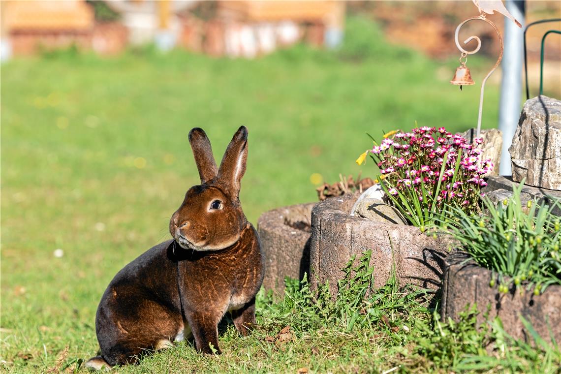 Die Kaninchen der Rasse Castor-Rex sind für ihr samtweiches Fell bekannt. Mit ihnen ist Bernd Uhlmann in die Kaninchenzucht eingestiegen. Fotos: A. Becher 