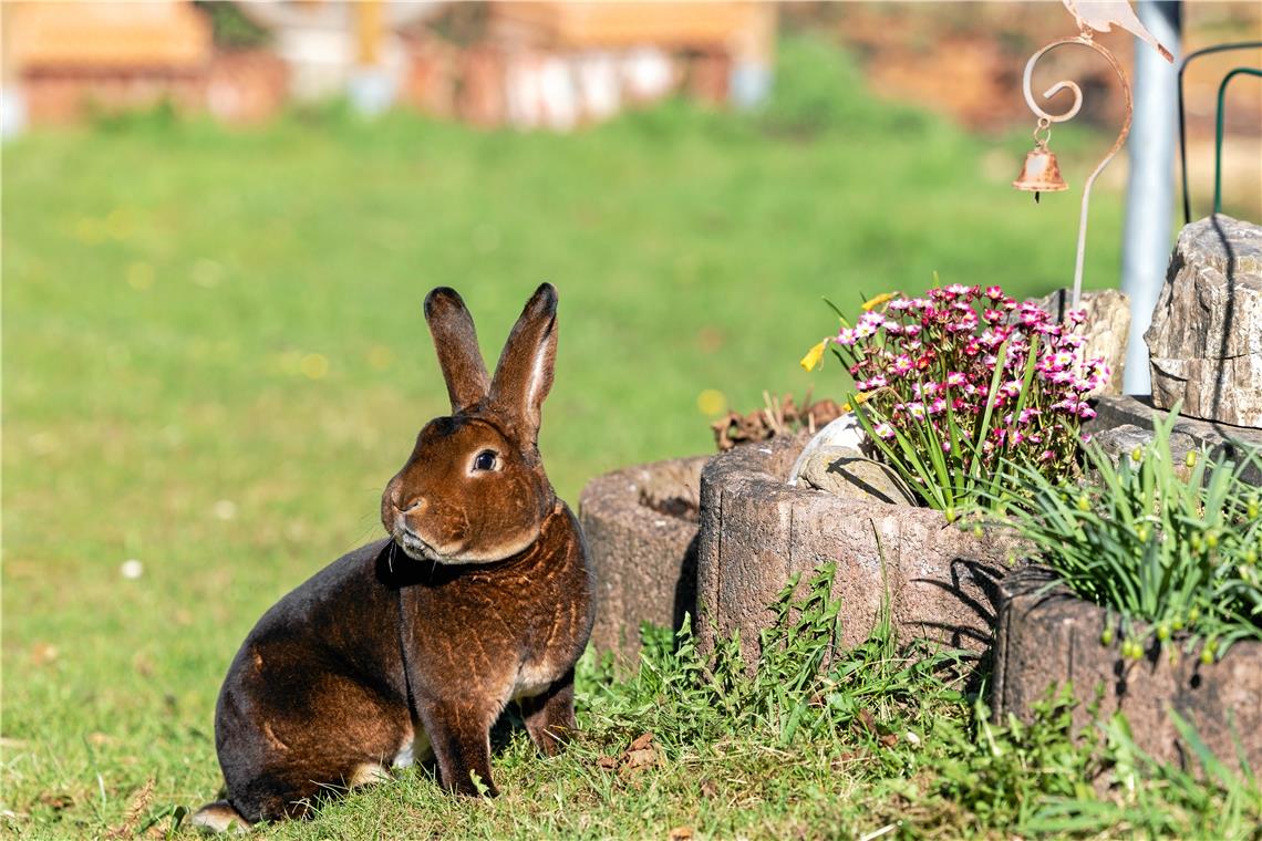 Hoppelndes Hobby Die Kaninchen der Rasse Castor-Rex sind für ihr samtweiches Fell bekannt. Mit ihnen ist Bernd Uhlmann in die Kaninchenzucht eingestiegen. Fotos: A. Becher
