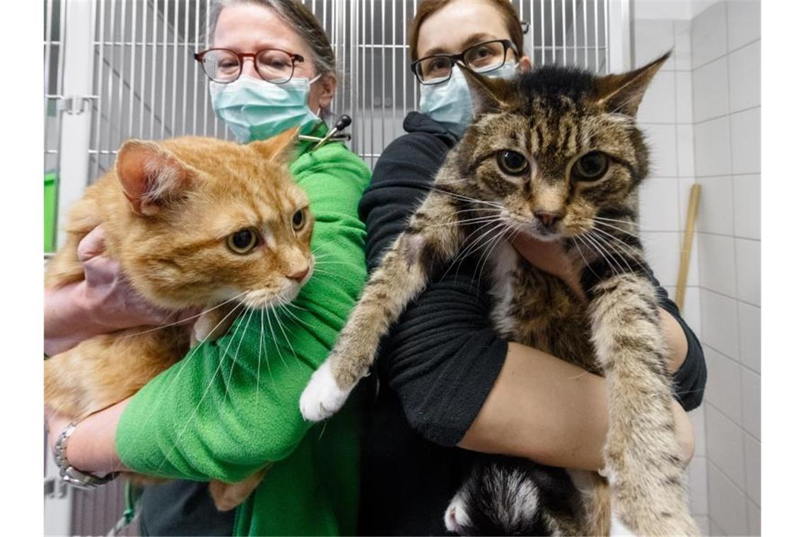 Die Katzen Lolek (l) und Bolek suchen nach ihrer überstandenen Corona-Infektion ein neues Zuhause. Die beiden kastrierten Kater sind in den Vermittlungsbereich des Tierheims umgezogen. Foto: Markus Scholz/dpa