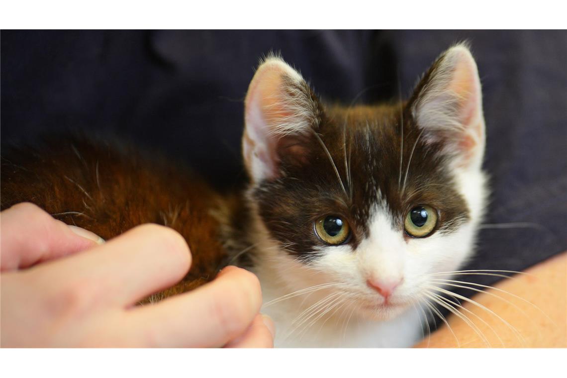 Unbekannter verletzt mehrere Katzen - Zeugenaufruf Die Katzen wurden an den Gelenken und am Bauch verletzt. (Symbolbild)