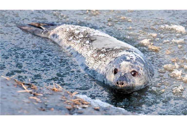 Die Kegelrobbe Molly schwimmt nach ihrer Auswilderung im teils gefrorenen Wasser der Nordsee bei Friedrichskoog,