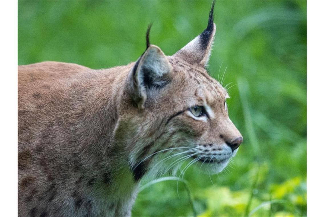 Die kleine Luchs-Population in Baden-Württemberg hat Zuwachs bekommen. Foto: Jens Büttner/dpa/Archivbild