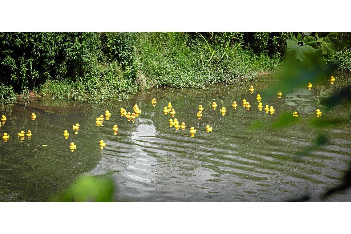 Die kleinen gelben Plastikenten liefern sich ein Kopf-an-Kopf-Rennen.