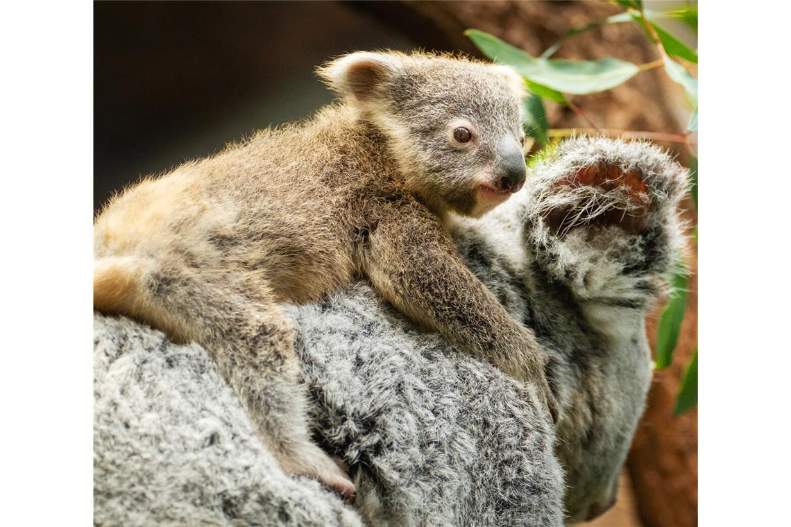 17 Koalas leben in deutschen Tierparks Die kleinen Koala-Babys in der Wilhelma halten sich immer öfter außerhalb des Beutels ihrer Mutter auf.