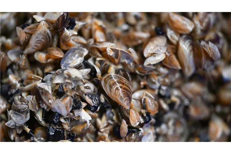 Die kleinen Muscheln entwickeln sich zum Problemfall. (Archivbild)