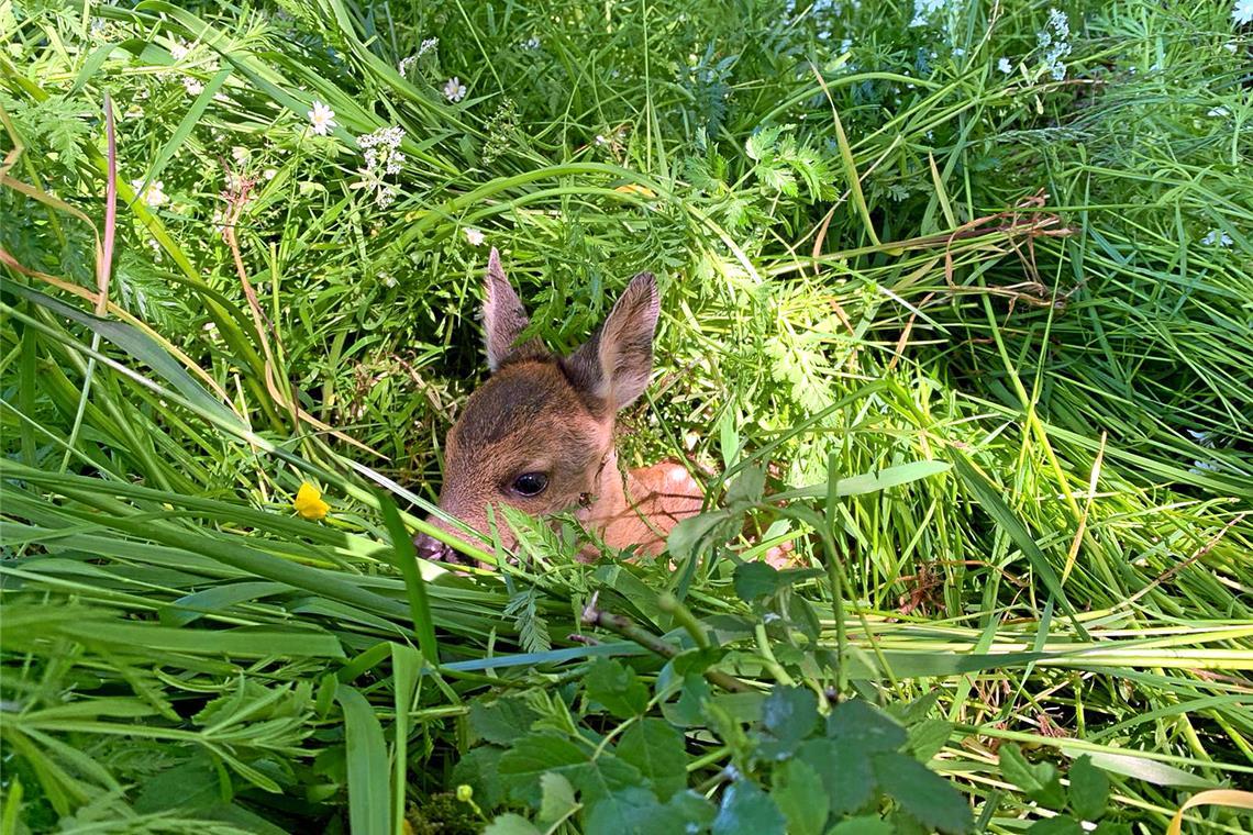 Die kleinen Rehkitze bleiben bei Gefahr regungslos im Gras liegen. Archivfoto: Verein Flugmodus