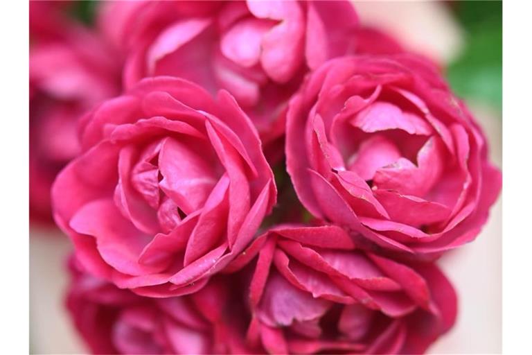 Die Kletterrose „Perennial Red Domino“ ist zu sehen. Foto: Uli Deck/dpa